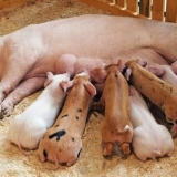 Kako pravilno hraniti mliječne prasadi - nutritivne karakteristike ...